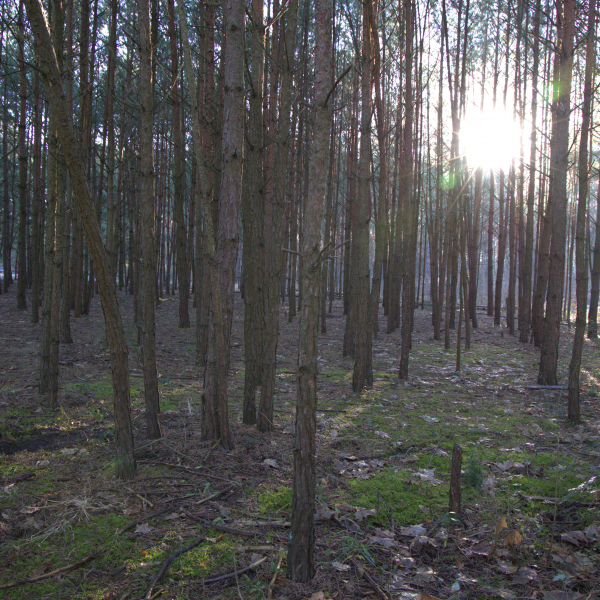 Im Wald